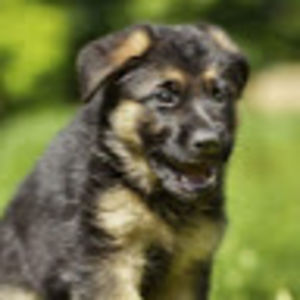 madelineshafer avatar