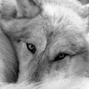 james_greywolf avatar