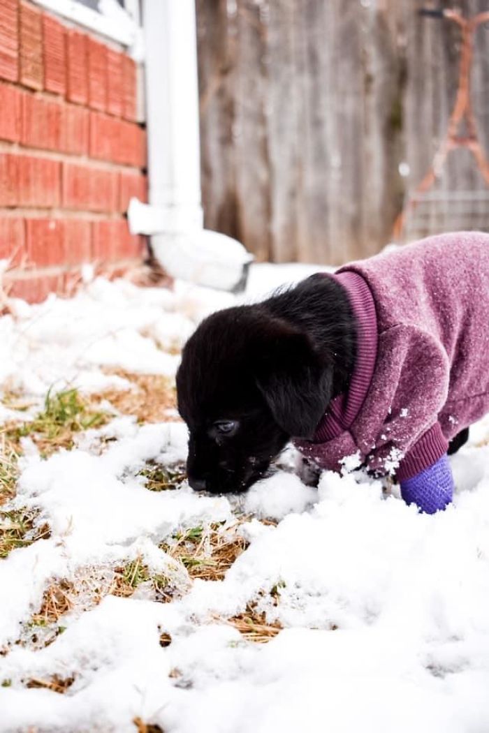 Rescue Life Is The Best Life. Little Abbott Enjoying His 1st Snow