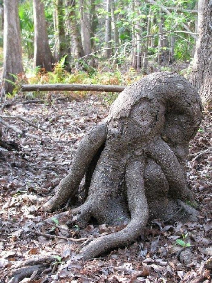 Found This Stump That Looks Like Cthulhus Skull