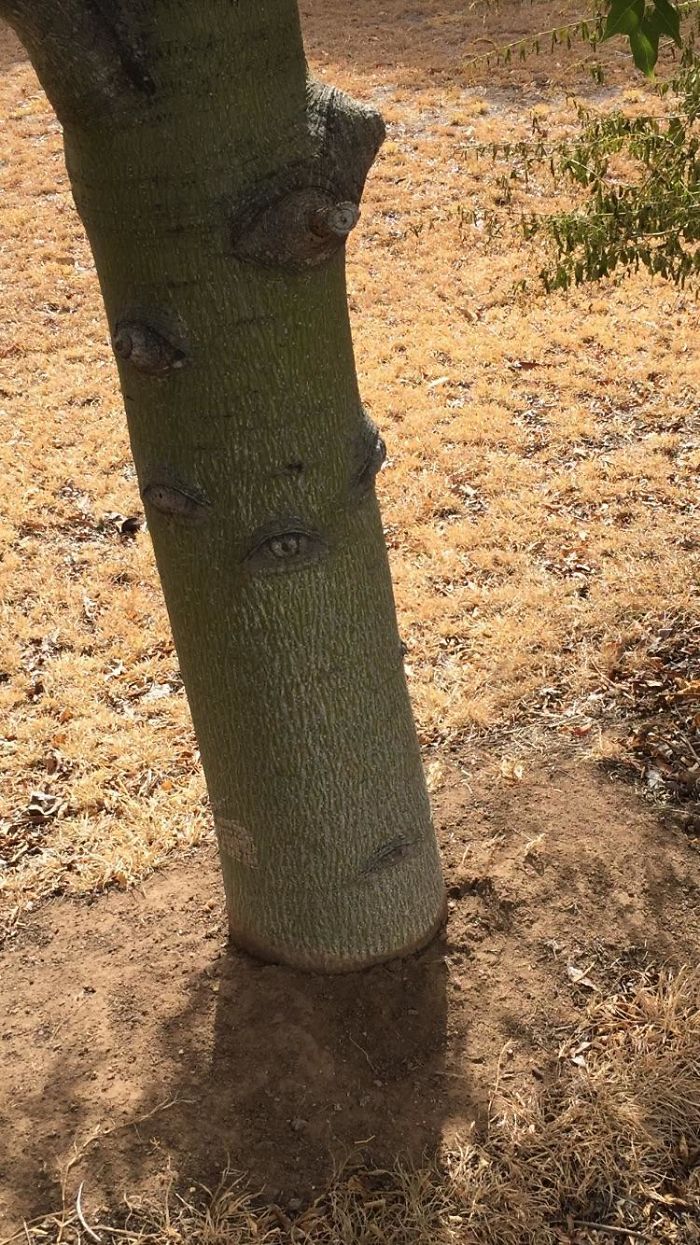 They’re In The Trees