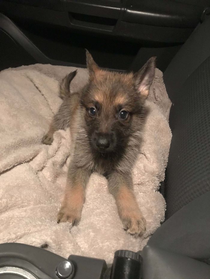 Just Adopted This Good Boy!