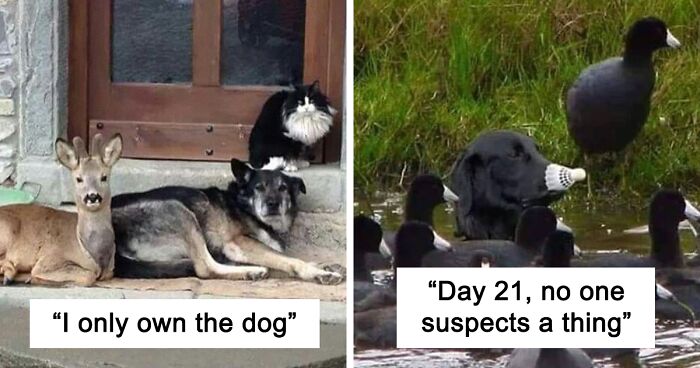 40 Funny And Cute Dog Snapchats That Will Hopefully Make Your Day