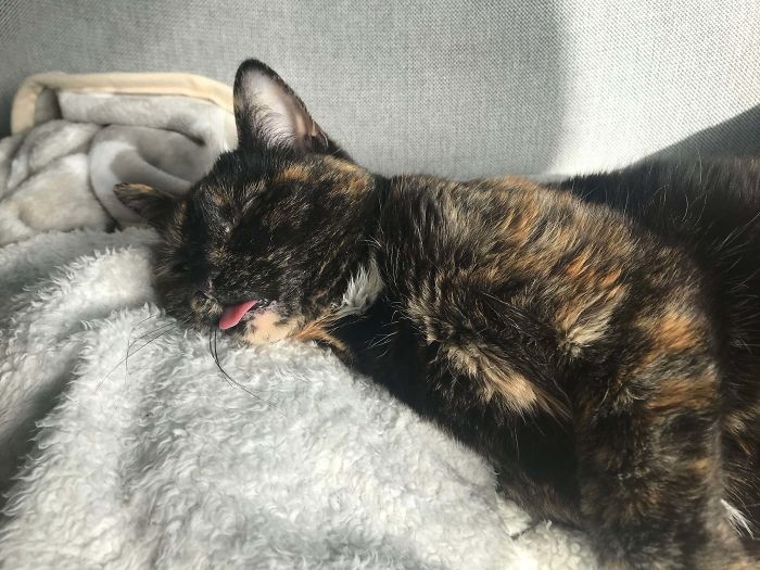 We Caught Apple’s First Blep! She’s Adopted, So Maybe She’s Blepped Before, But This Is The First Time We See It