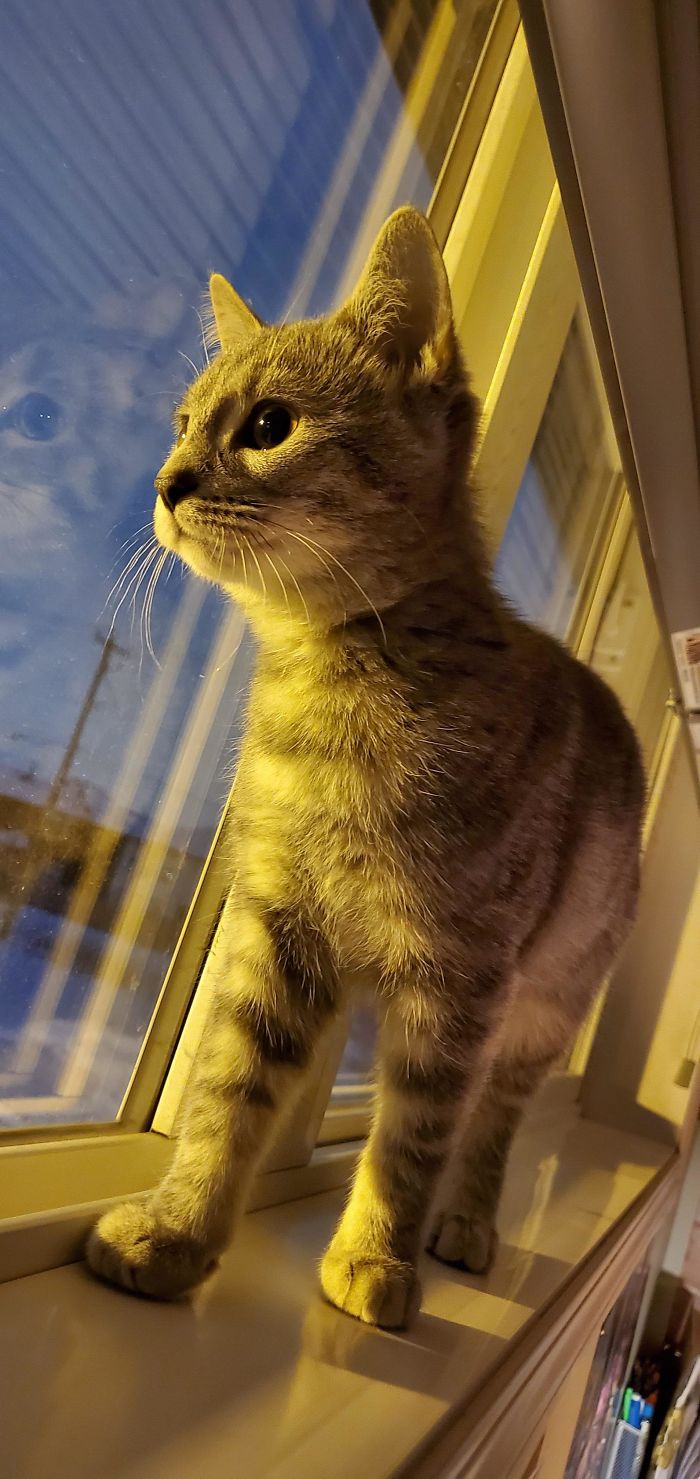 Her Name Is Astrid. My Wife And I Adopted Her On Sunday, And Shes Already Proving To Be A Rambunctious Little Tyke. 10/10 Would Recommend Playing With This Kitten. This Is Her First Time Looking At The Cat TV