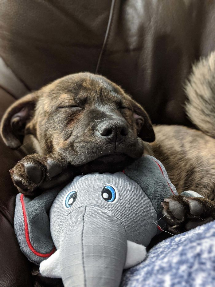 My Newly Adopted Puppy. His Name Is Dr. Pepper, Doc For Short