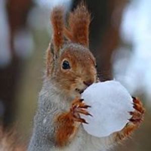 veverka_obecna avatar