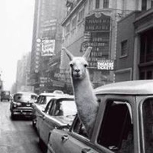 cecile_voltolin avatar