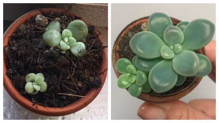 Jan 17 -> May 3