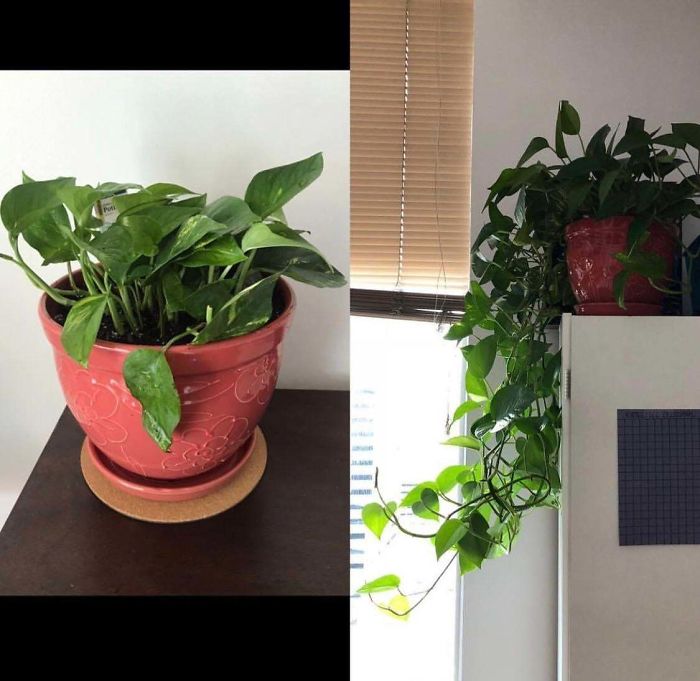 Pothos Progress 9 Months