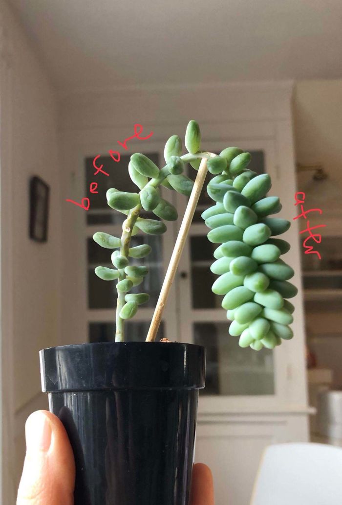 One Donkey’s “Tail” Of Recovery :)