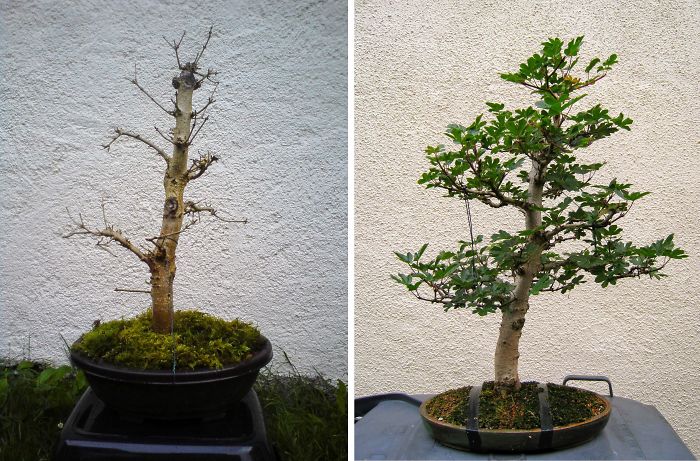 Field Maple Progress Over 2 Years