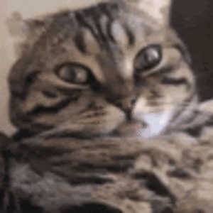 madisonmuller avatar