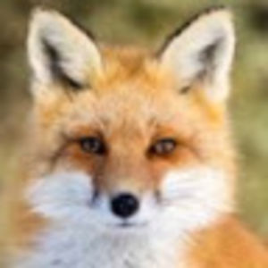 jessicahillstudent avatar