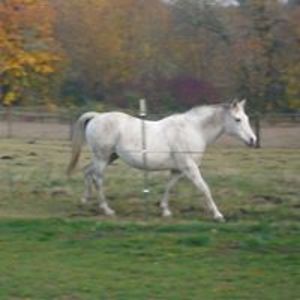 alphonsinebears avatar