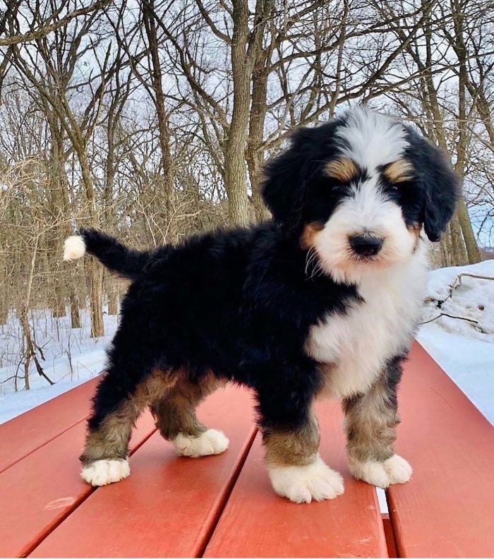 This Excellent Boy Comes Home Saturday. Cannot Wait To Welcome Him Into Our Home!