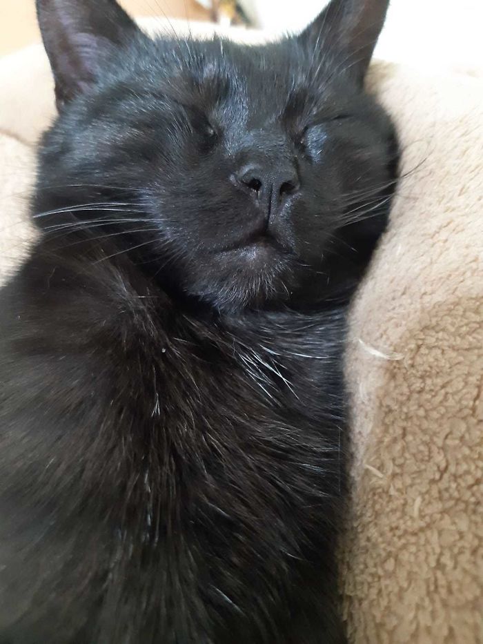 He Jumped On My Dad's Shoulder In Some Random Parking And Was Like "You're My Owner Now" And The Rest Is History.