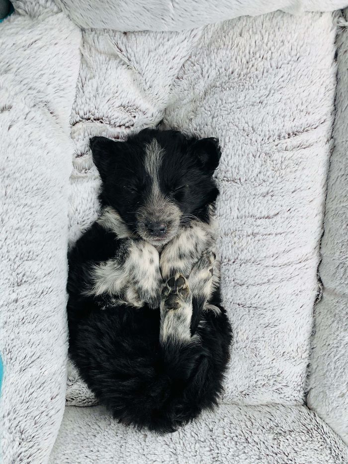 This Is Our New 8 Week Old Puppy, And I Guess This Is How She Likes To Sleep