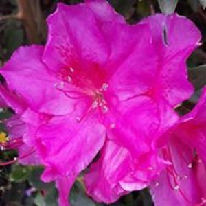 cookladytracy avatar