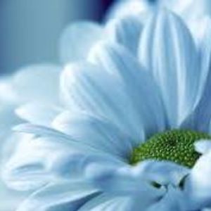 genesisalameda avatar