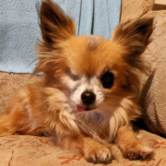 This Is Merlin. We Adopted Him Last July, Making Him The Fourth Member Of Our Rescue Chihuahua Family. He's About Eleven Or Twelve Years Old. He Came From A Hoarding Situation Where He Lived In A Cramped, Dark Cupboard With Fifteen Or So Others. He Enjoys Cuddles, Giving Kisses, And General Mischief