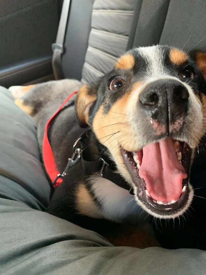 This Little Buddy Got Adopted Today. I Don’t Think He Minds Too Much...