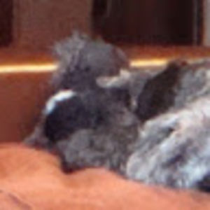 franciskvidahl avatar