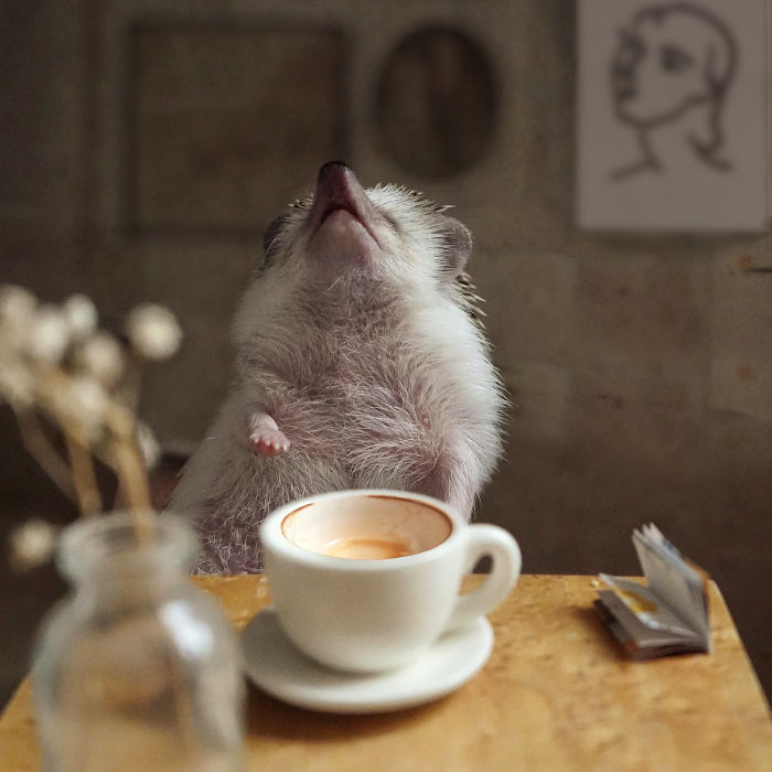 Cinnamon The Hedgehog Is Living Her Best Life, Here&rsquo;s Her Average Day (17 Pics)