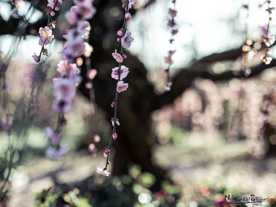 Early Spring In Japan