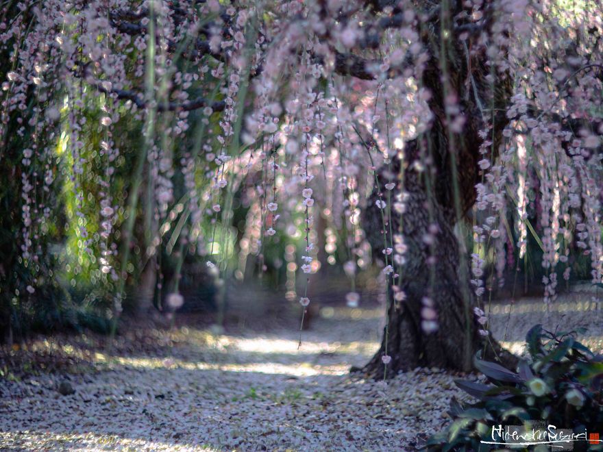 Early Spring In Japan