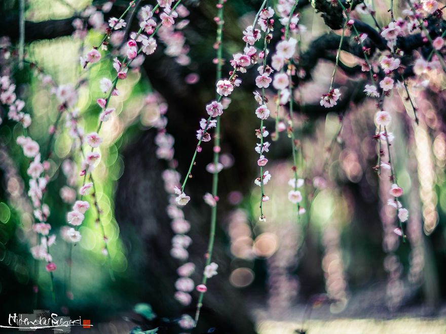 Early Spring In Japan