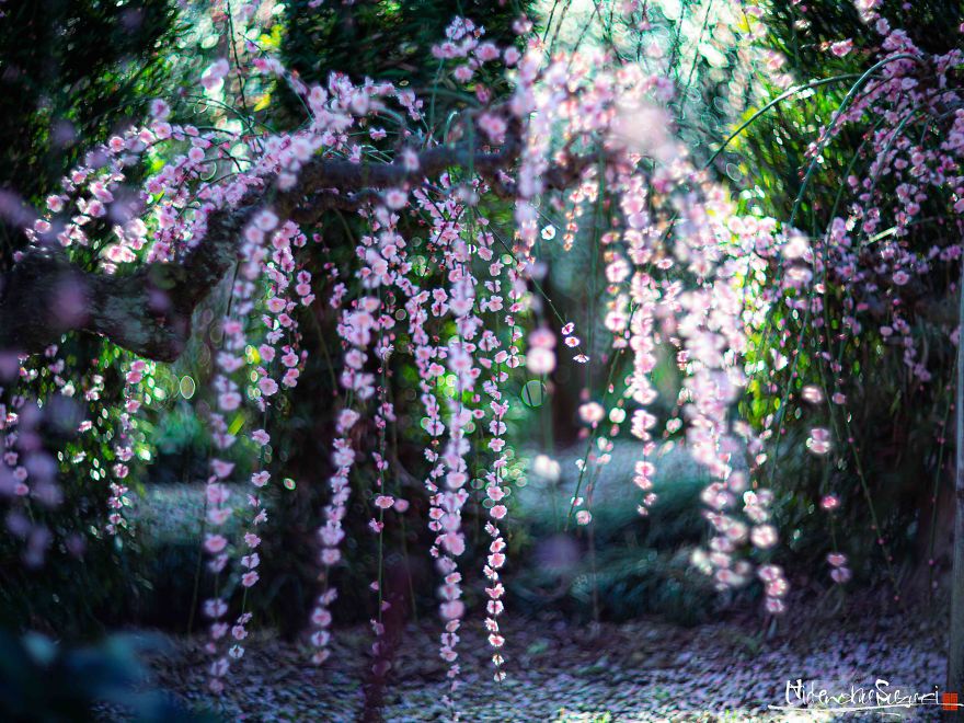 Early Spring In Japan