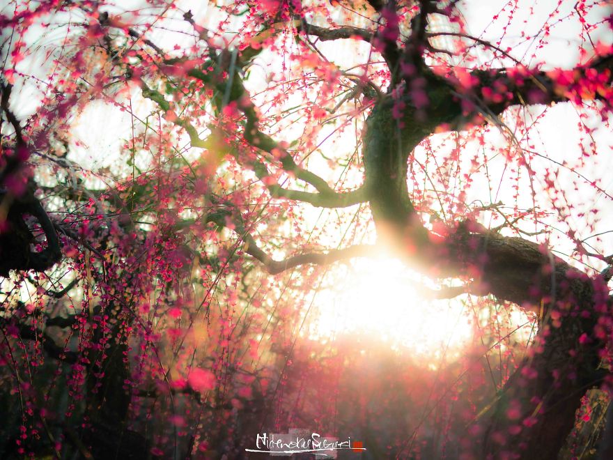 Early Spring In Japan