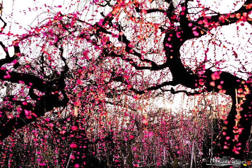 Early Spring In Japan