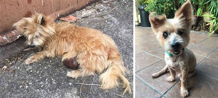 This Is Casey, A Senior Who Was Used For Breeding Then Dumped On The Roadside With A Very Large Tumor & A Blind Eye