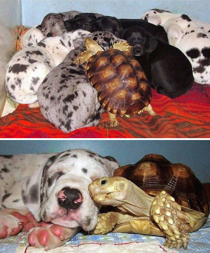 Rescued Tortoise Is Now A Part Of A Great Dane Litter
