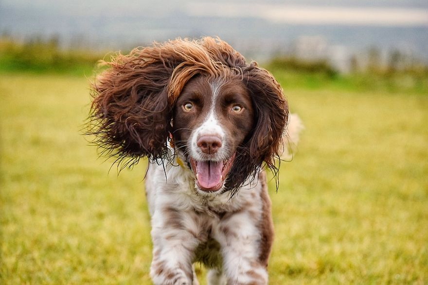 This Cute Dog Has Such Fabulous Hair That It Has Made Him Instagram Famous This Cute Dog Has Such Fabulous Hair That It Has Made Him Instagram Famous