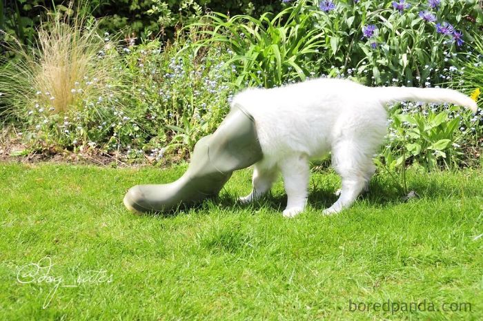 Platypus-Funny-Dog-Pics