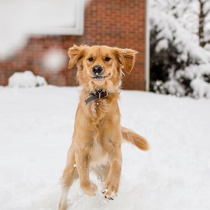 Doggo Waits Every Day To Get A Hug From His Favorite Mailman
