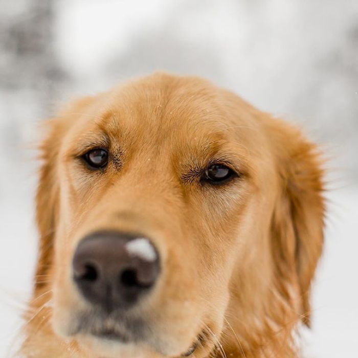 Doggo Waits Every Day To Get A Hug From His Favorite Mailman