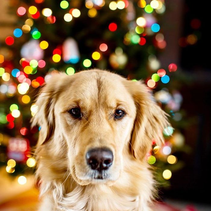 Doggo Waits Every Day To Get A Hug From His Favorite Mailman