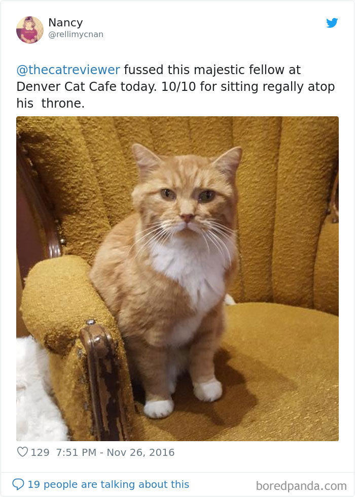 People-Review-Cats-Thecatreviewer