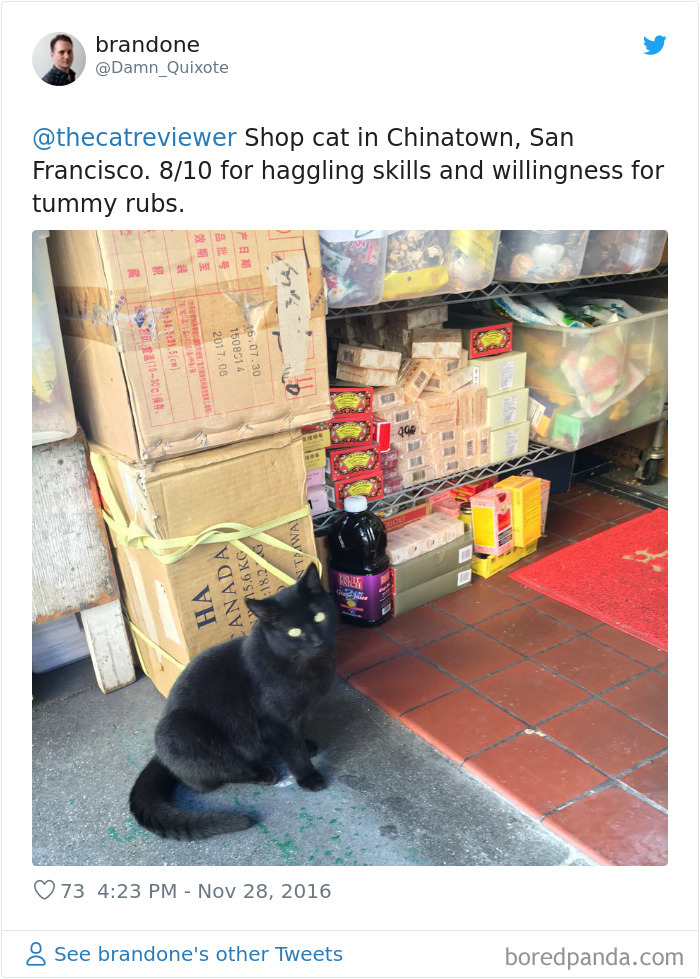 People-Review-Cats-Thecatreviewer