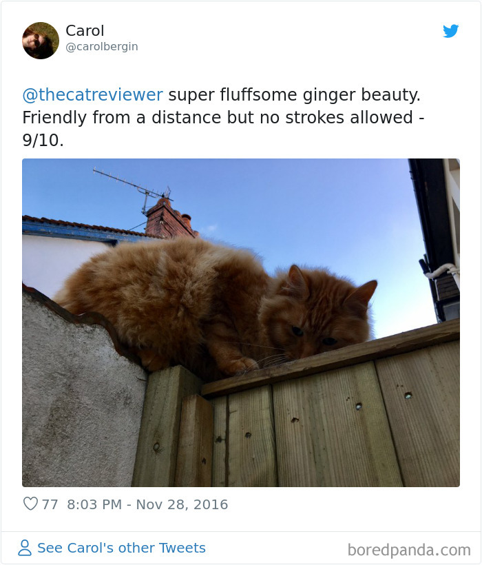 People-Review-Cats-Thecatreviewer