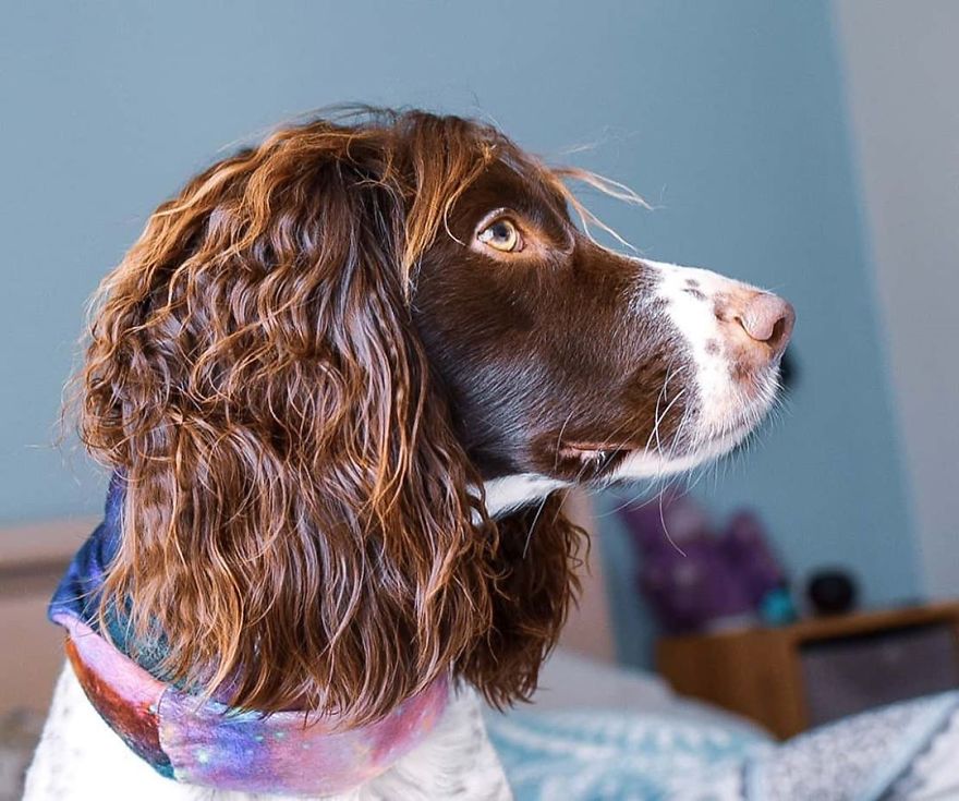 This Cute Dog Has Such Fabulous Hair That It Has Made Him Instagram Famous This Cute Dog Has Such Fabulous Hair That It Has Made Him Instagram Famous