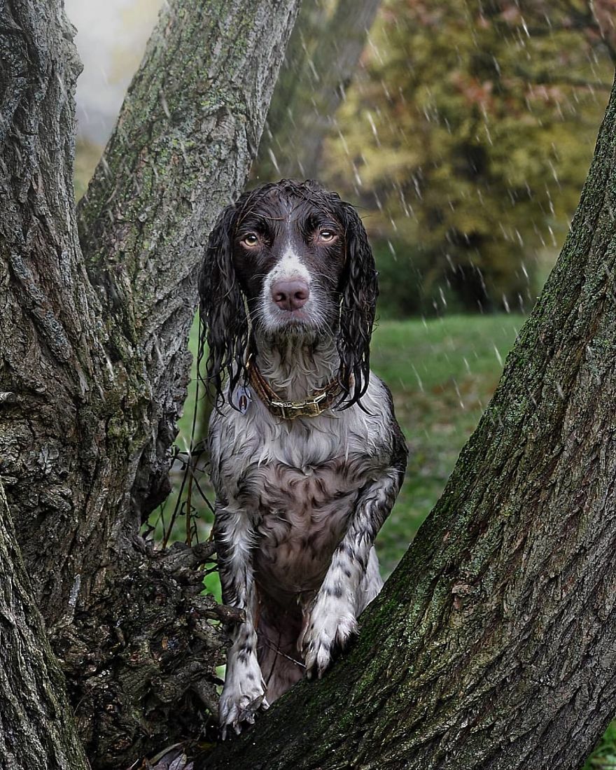 This Cute Dog Has Such Fabulous Hair That It Has Made Him Instagram Famous This Cute Dog Has Such Fabulous Hair That It Has Made Him Instagram Famous