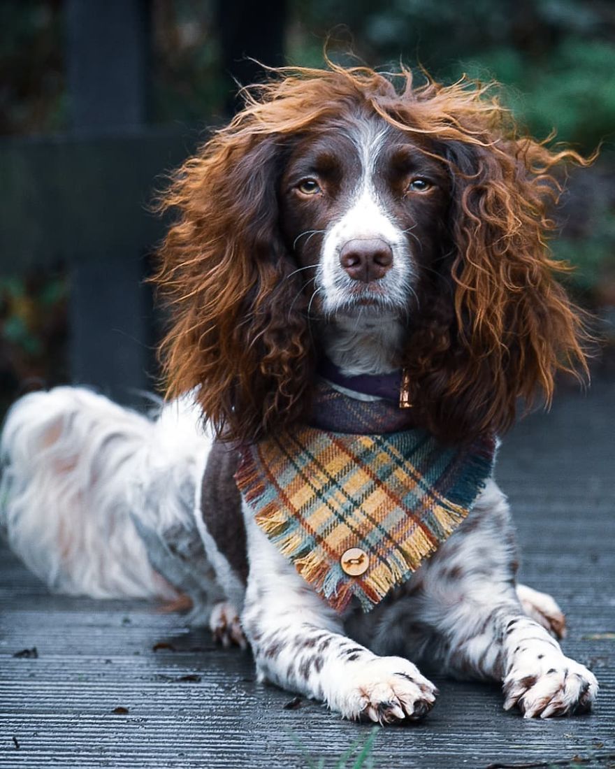 This Cute Dog Has Such Fabulous Hair That It Has Made Him Instagram Famous This Cute Dog Has Such Fabulous Hair That It Has Made Him Instagram Famous