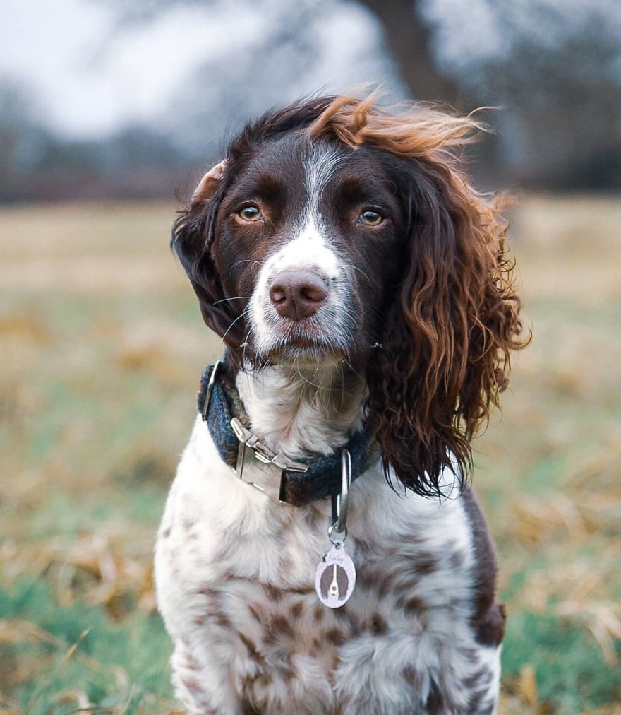 This Cute Dog Has Such Fabulous Hair That It Has Made Him Instagram Famous This Cute Dog Has Such Fabulous Hair That It Has Made Him Instagram Famous