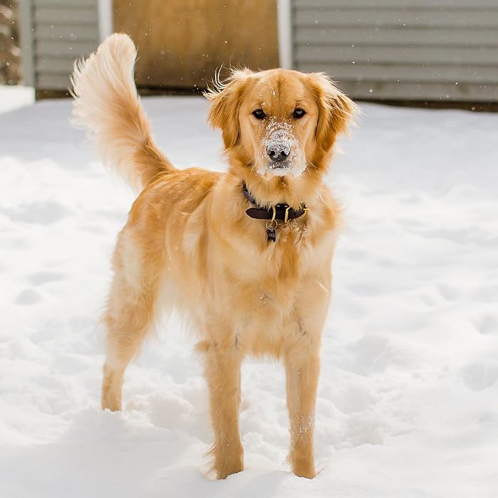 Doggo Waits Every Day To Get A Hug From His Favorite Mailman