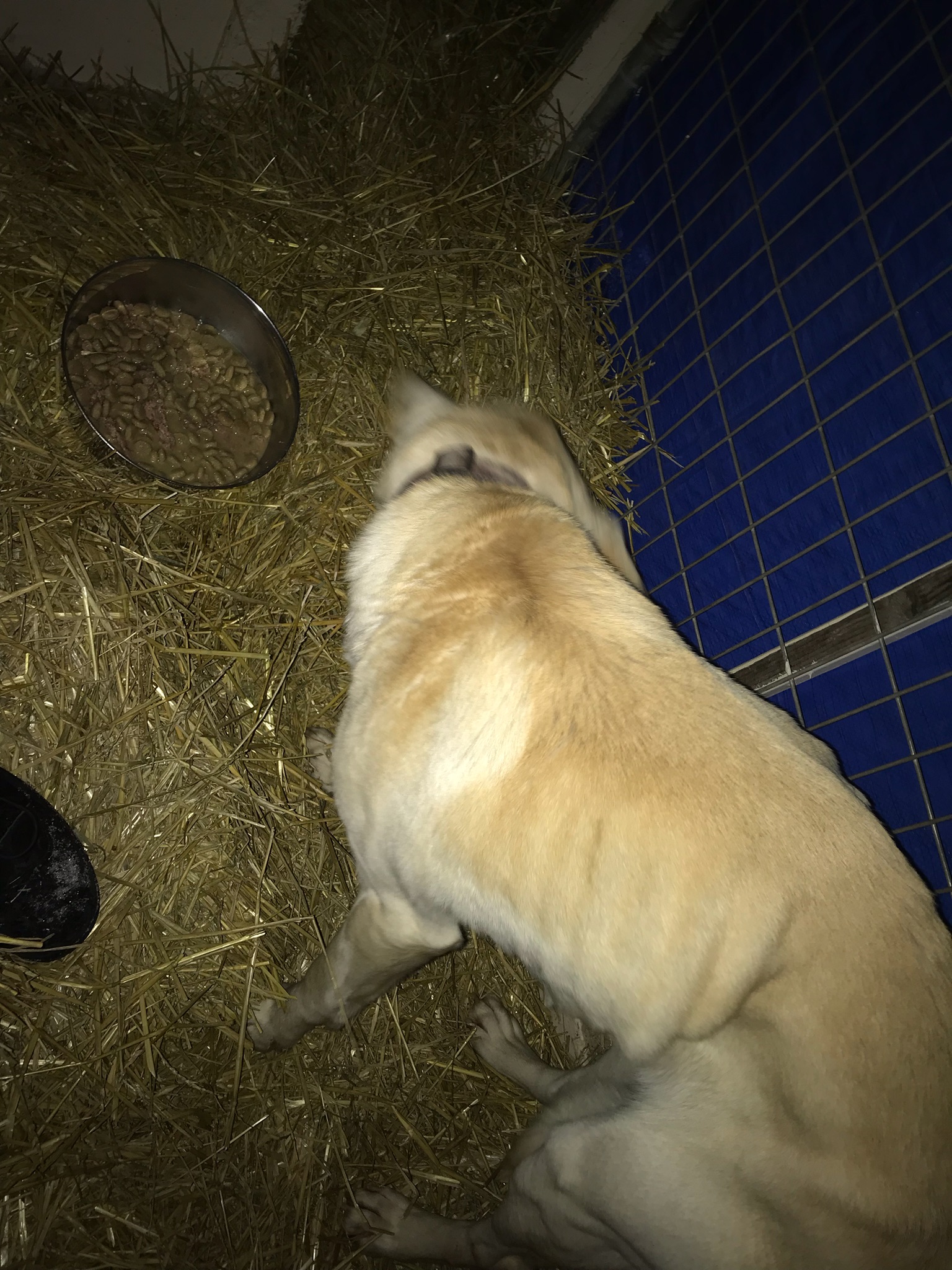 Litter of 6 Survives In The Cold Due To The Caring Love Of Their Mother, Gets Saved By The Locals